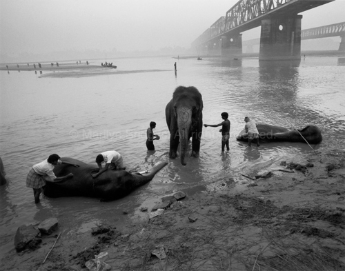 Bathing Elephants, One with Heart-Painted Trunk Gandak River, 1996. India. copyright photographer Marilyn Bridges