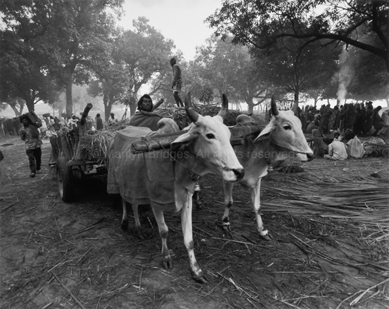 Oxcart with Driver, Sonepur Mela, 1996. India. copyright photographer Marilyn Bridges