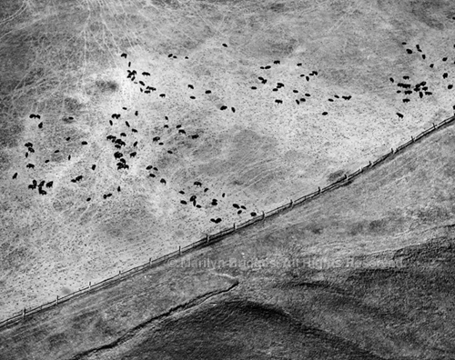 Buffalo in the Badlands, South Dakota, 1984. USA Midwest. copyright photographer Marilyn Bridges.