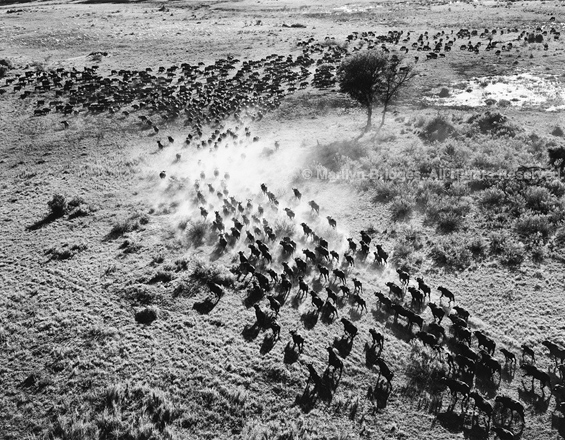 Cape Buffalo, Okavango Delta, Botswana, 2000. Africa. copyright photographer Marilyn Bridges
http://www.marilynbridges.com