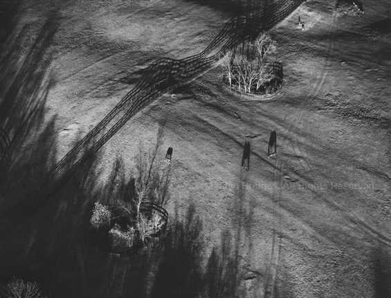 Horses Grazing, Cornwall, Vermont, 1984. USA Northeast. copyright photographer Marilyn Bridges.