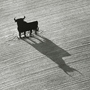 Bull in field, Seville, Spain